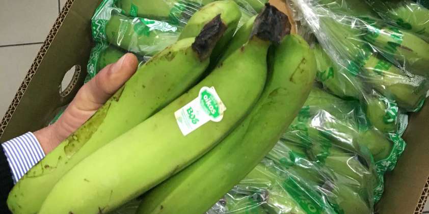 INTERNACIONAL:Perú concretó histórico embarque de banano orgánico