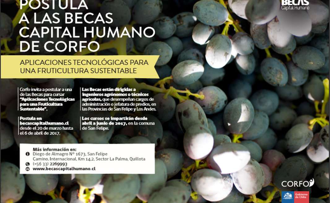 Corfo extiende plazo para postular a Becas con foco en Fruticultura Sustentable