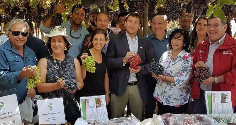 CORFO presentó variedad de uva de mesa mejorada genéticamente en Aconcagua