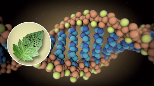 Morflora: la compañía que interviene biológicamente las semillas para protegerlas de la sequía