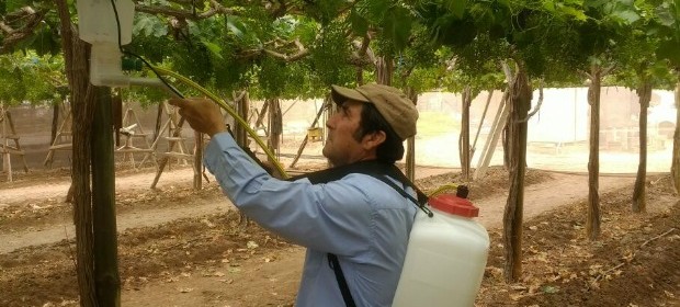 Raquis: el nuevo sistema de Poteo que mejora el calibre y calidad del racimo de uva de mesa