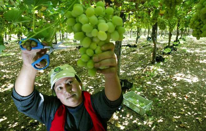 Seminario de El Mercurio Campo abordará los desafíos del agro nacional