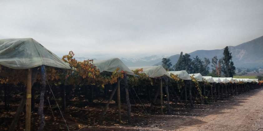 Cobertores plásticos en uva de mesa: un seguro que puede salvar la producción