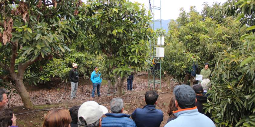 Sistema podría disminuir significativamente el consumo de agua en paltos