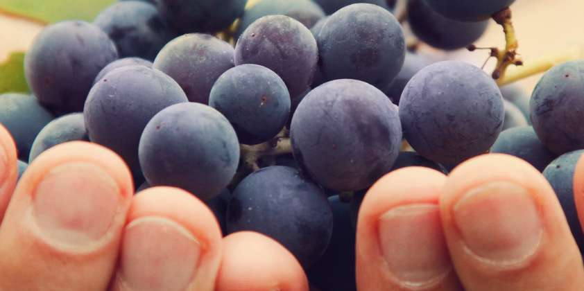 Botrytis en uva de mesa y para vino ¿Qué se viene para esta temporada?