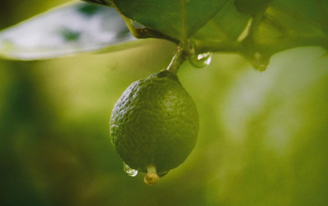 Desarrollo Social, Ambiental e Innovación: El camino hacia una fruticultura sustentable en Chile ya comenzó.