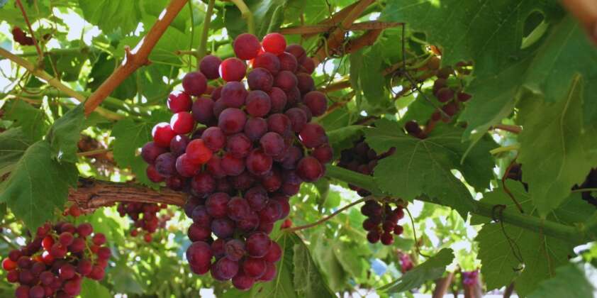 Realizan taller sobre control de Lobesia botrana y Brevipalpus chilensis para agricultores en Valparaíso