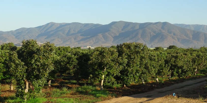 Expertos advierten sobre urgencia de avanzar en sustentabilidad de la fruticultura y agricultura en la Región de Valparaíso